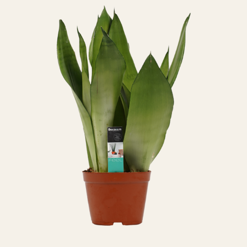 Sansevieria Moonshine