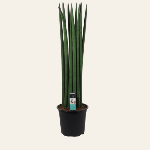 Sansevieria Cylindrica