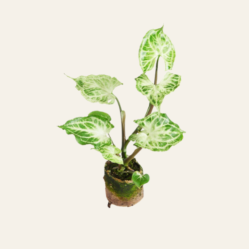 Syngonium 'Batik'