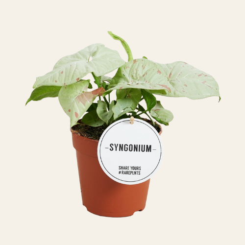 Syngonium 'Confetti'