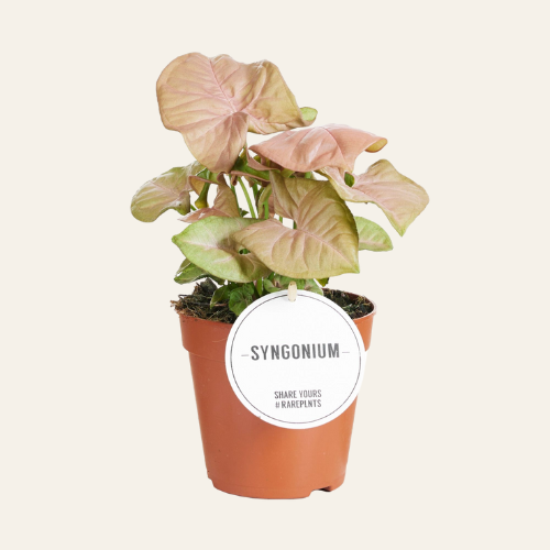 Syngonium 'Neon Robusta'