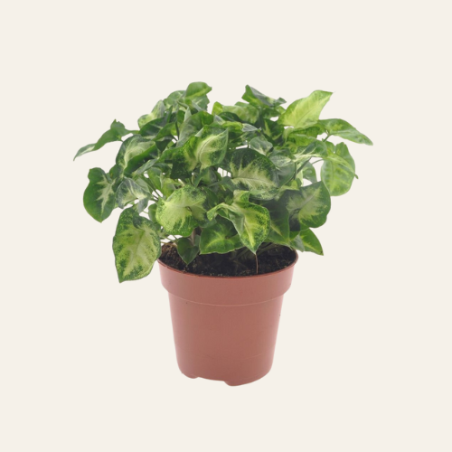 Syngonium Pixi