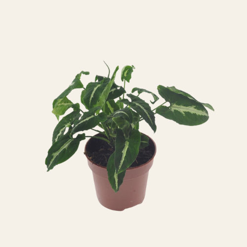 Syngonium Wendlandii