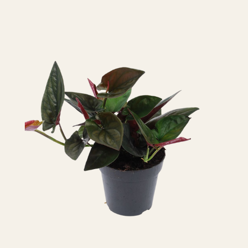Syngonium erythrophyllum 'Red Arrow'