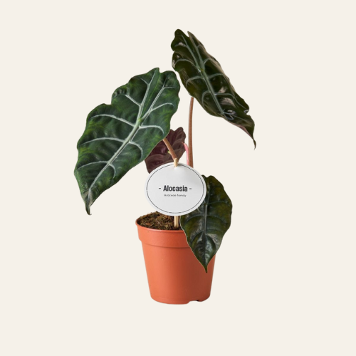 Alocasia Chantrieri