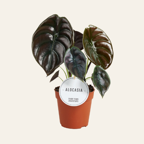 Alocasia cuprea 'Red Secret'