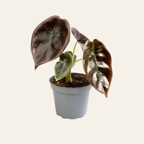 Alocasia Cuprea Red