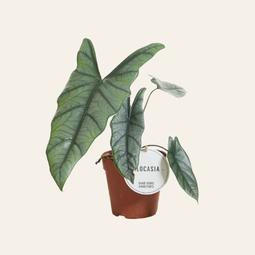 Alocasia Heterophylla
