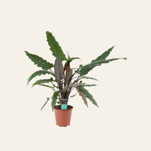 Alocasia Lauterbachiana