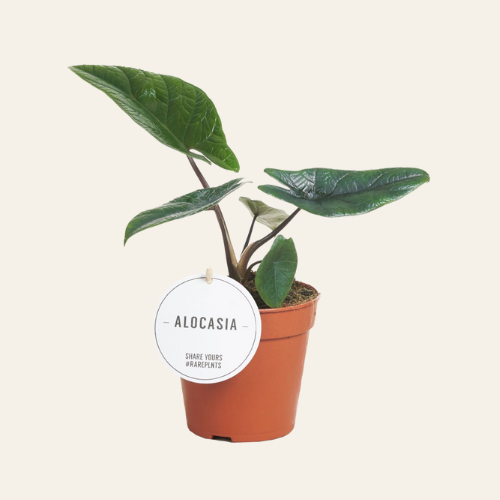 Alocasia Scalprum
