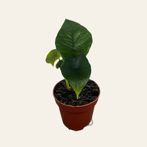 Alocasia Scalprum