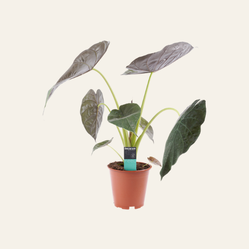 Alocasia Wentii