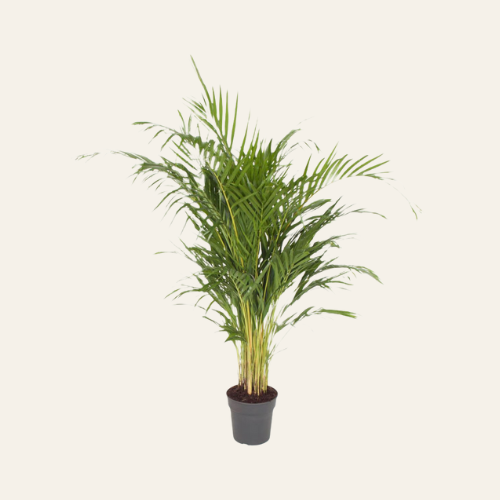 Dypsis Lutescens (Areca)