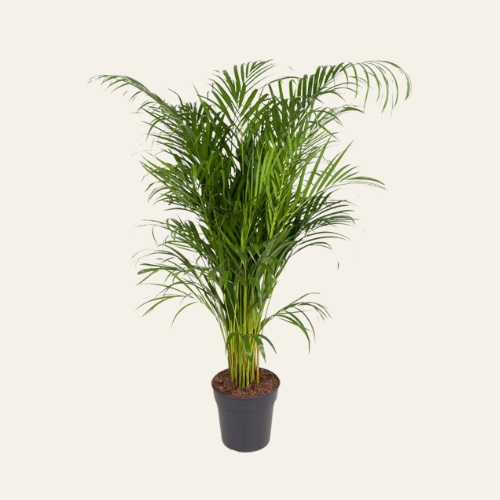 Dypsis Lutescens (Areca)
