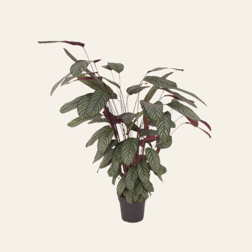 Calathea Oppenheimiana