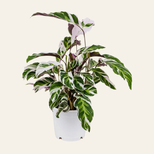Calathea 'Fusion White'