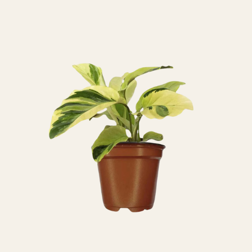 Calathea Yellow Fusion