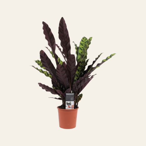 Calathea Insignis