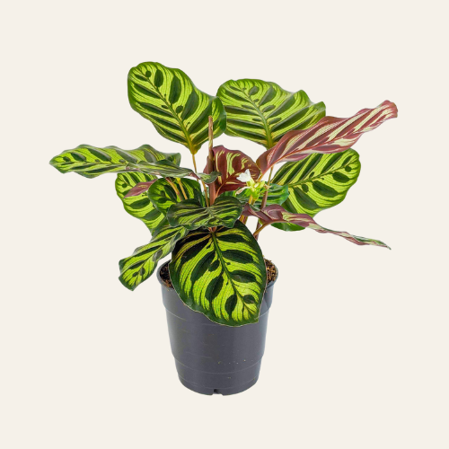 Calathea makoyana