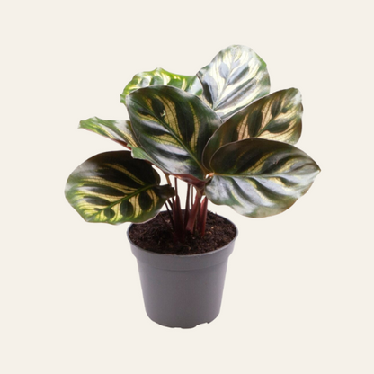 Calathea makoyana