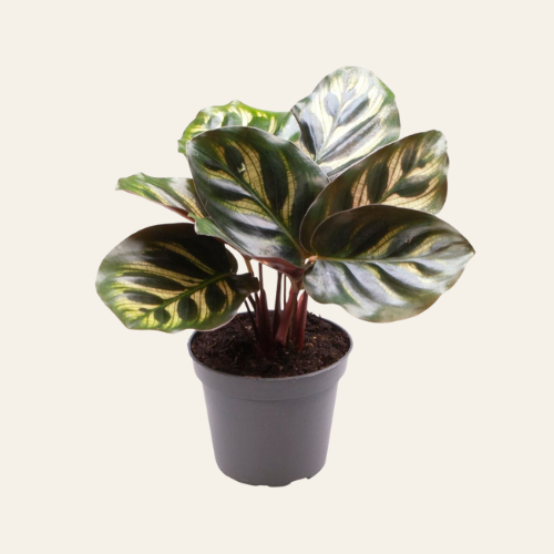 Calathea makoyana