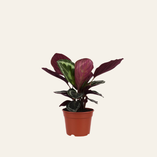 Calathea 'Medallion'