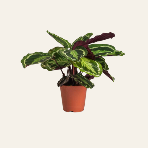 Calathea 'Medallion'
