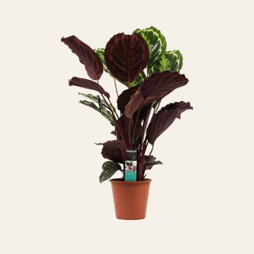 Calathea 'Medallion'