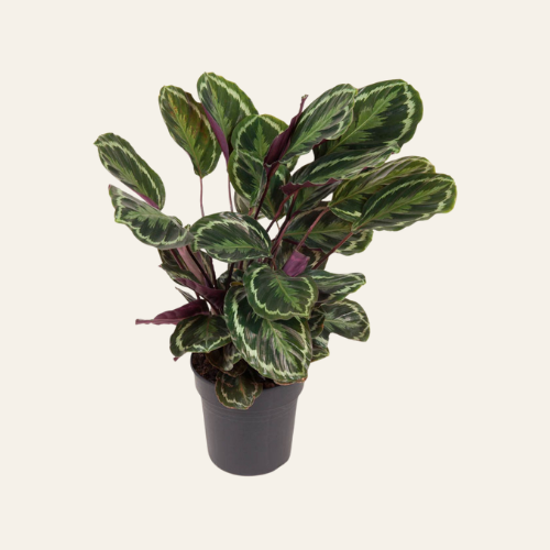 Calathea 'Medallion'