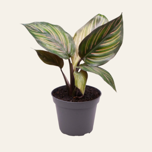 Calathea Mieli