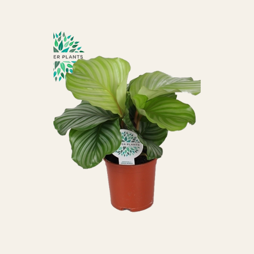 Calathea Orbifolia