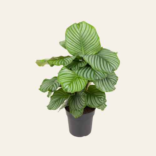 Calathea Orbifolia