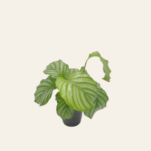 Calathea Orbifolia
