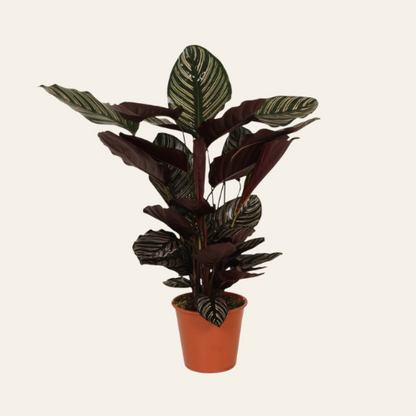 Calathea Ornata