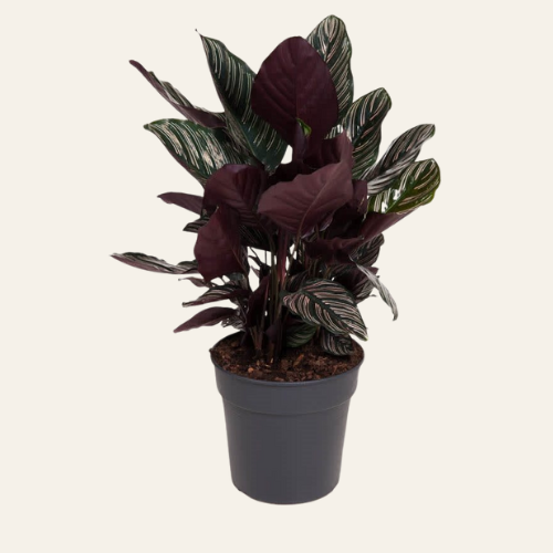 Calathea Ornata