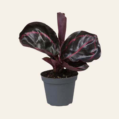 Calathea Roseopicta 'Dottie'