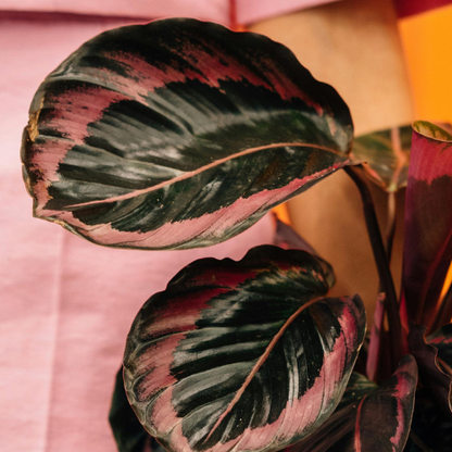Calathea roseopicta 'Surprise Star'