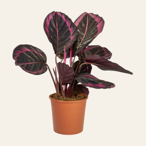 Calathea roseopicta 'Surprise Star'