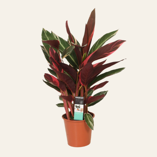 Calathea 'Triostar'