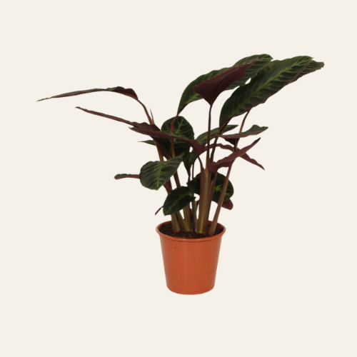 Calathea warscewiczii