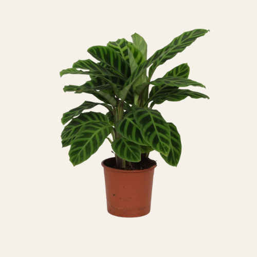 Calathea zebrina