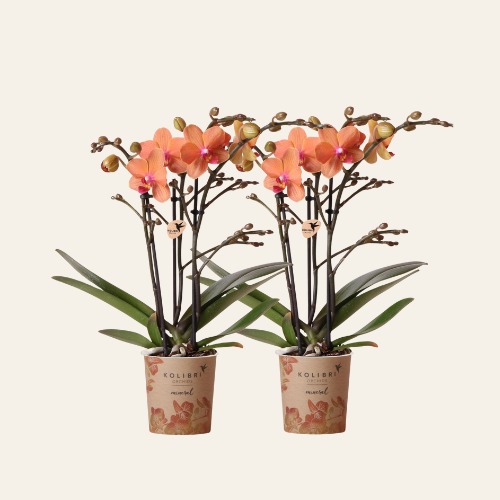 Kolibri Orchids | OFFERTA COMBO di 2 orchidee Phalaenopsis arancioni - Bolzano - vaso Ø9 cm