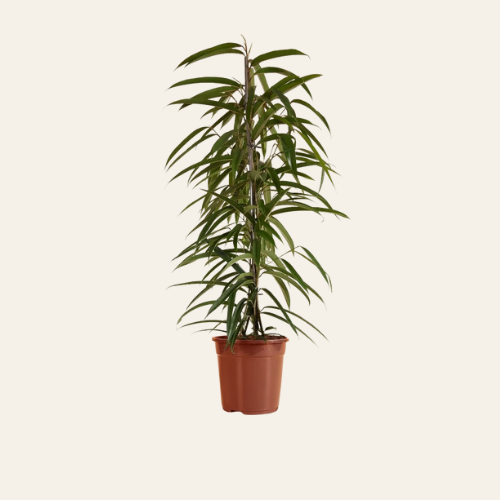 Ficus Alii