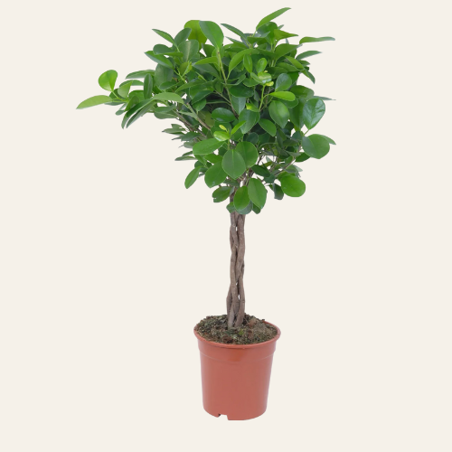 Ficus moclame