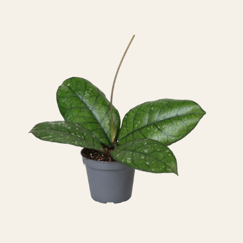 Hoya Callistophylla Sabah
