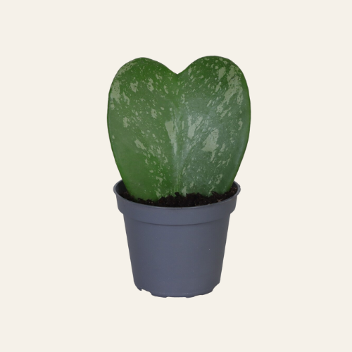 Hoya Kerrii Splash
