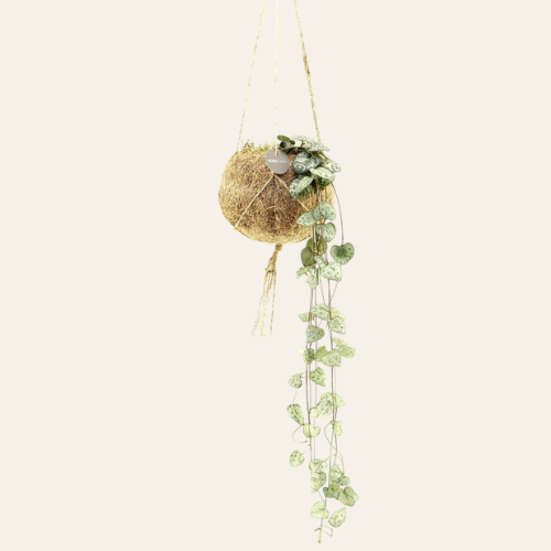 Kokodama Ceropegia Woodii