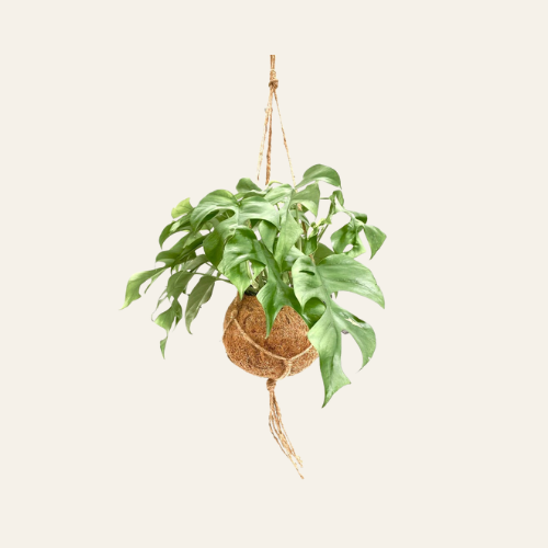 Kokodama Monstera Minima