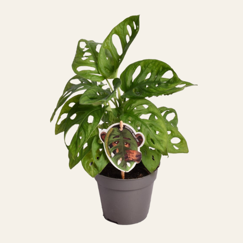 Monstera Adansonii ‘Monkey Leaf’