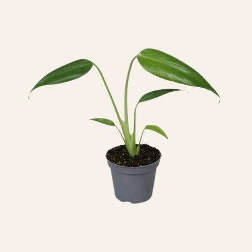 Monstera Burle Marx Flame